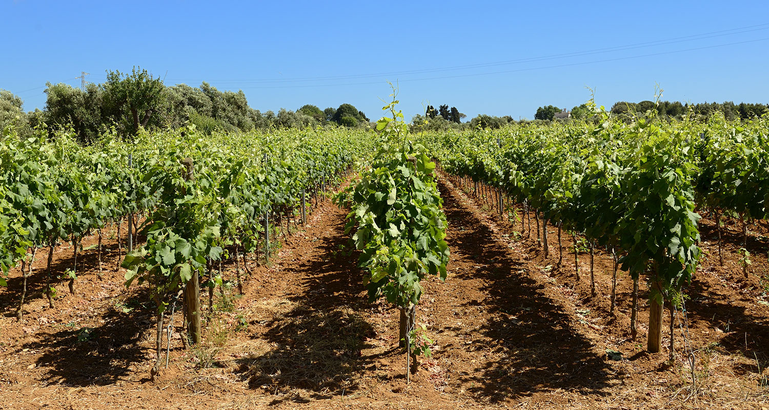 Weinregion Apulien