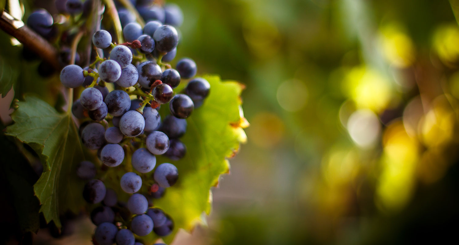 Cabernet Sauvignon
