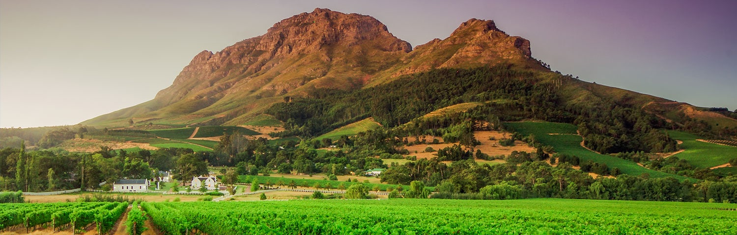 Das südafrikanische Western Cape. Herkunft unseres Traubenheld Sauvignon Blanc Die Herkunft unseres weißen Traubenhelds: Western Cape in Südafrika.