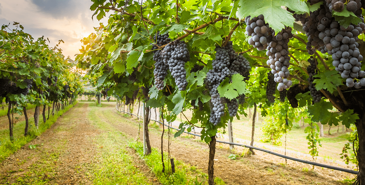 Montepulciano Rebe