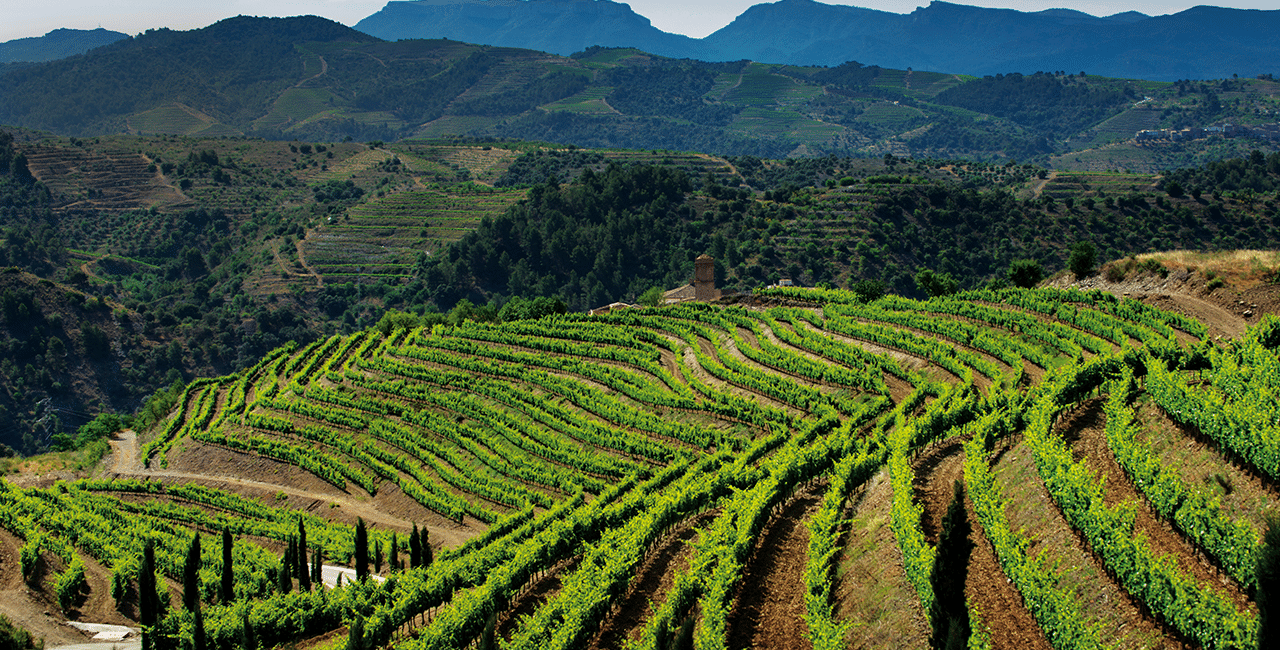 Weinberg der Familie Torres in Spanien