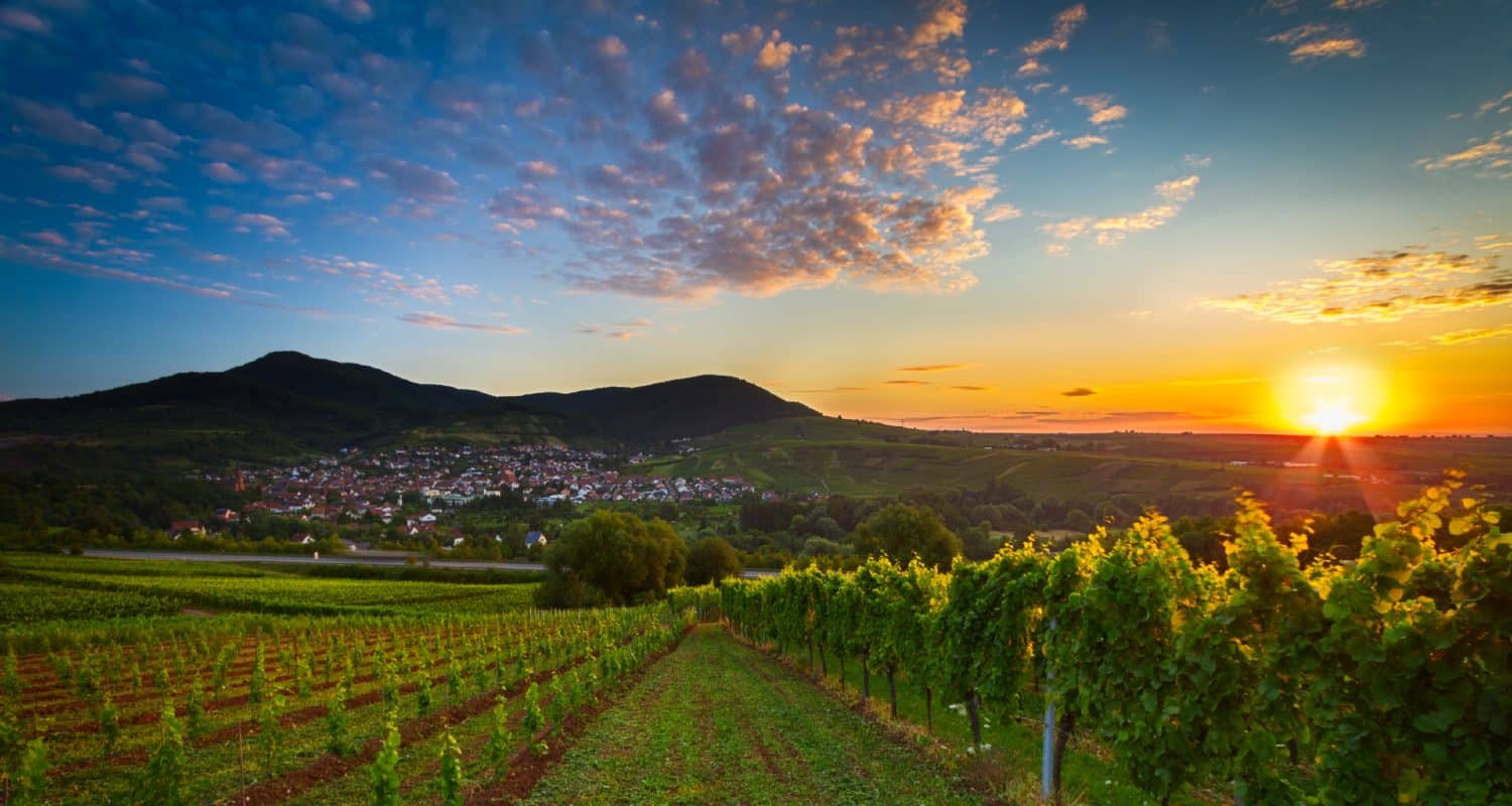 Weinberge in der Pfalz