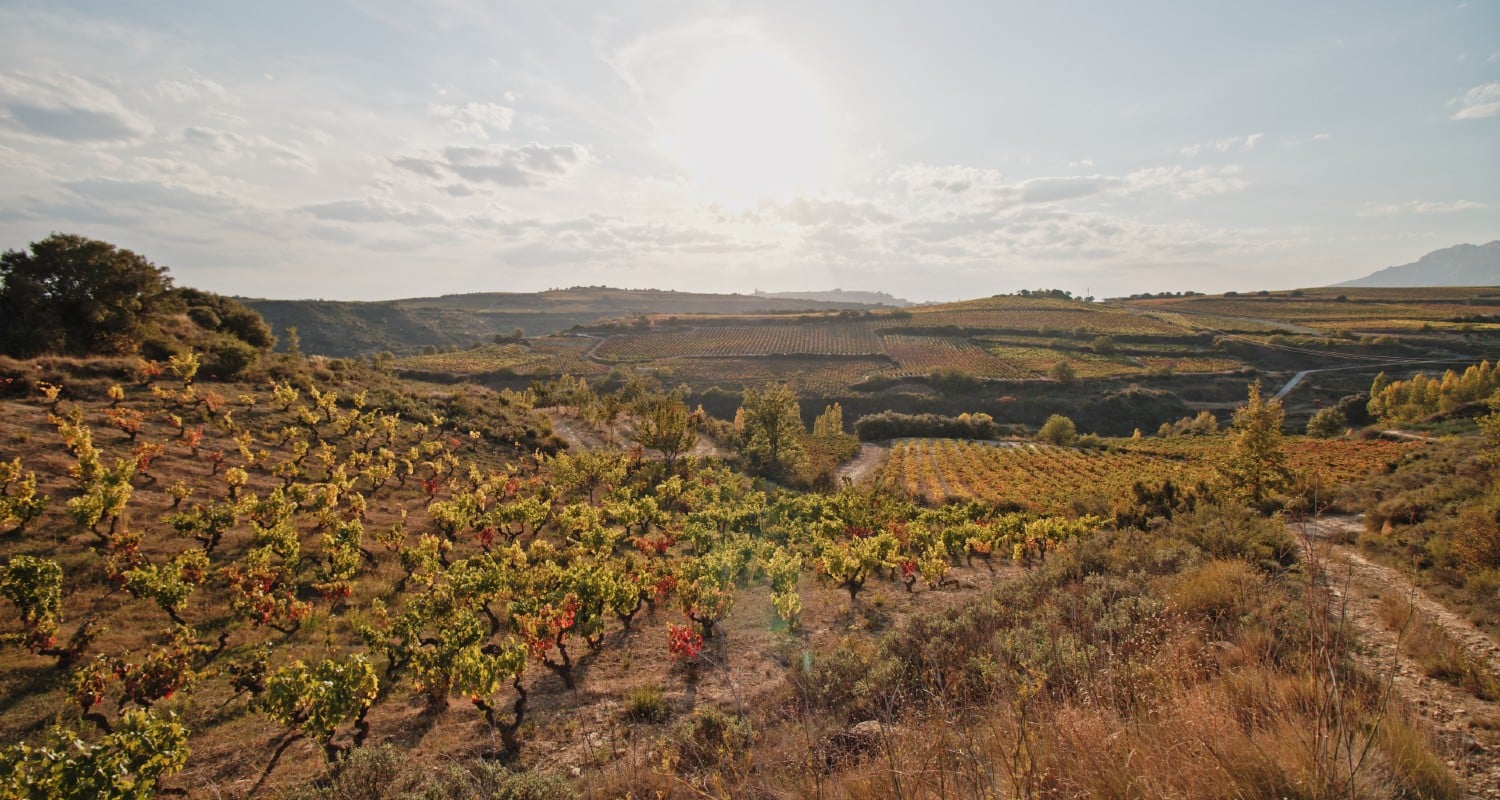 Weinberge Rioja