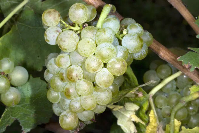 Chenin Blanc