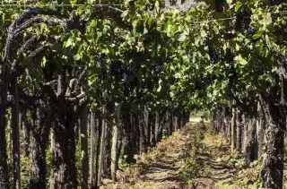 Weinberge Terroir