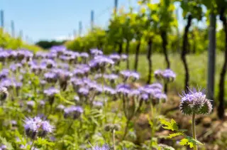 Weinreben mit Blumen