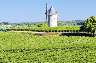 Weinberg in Bordeaux