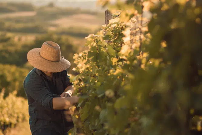 Winzer beim Weinbau