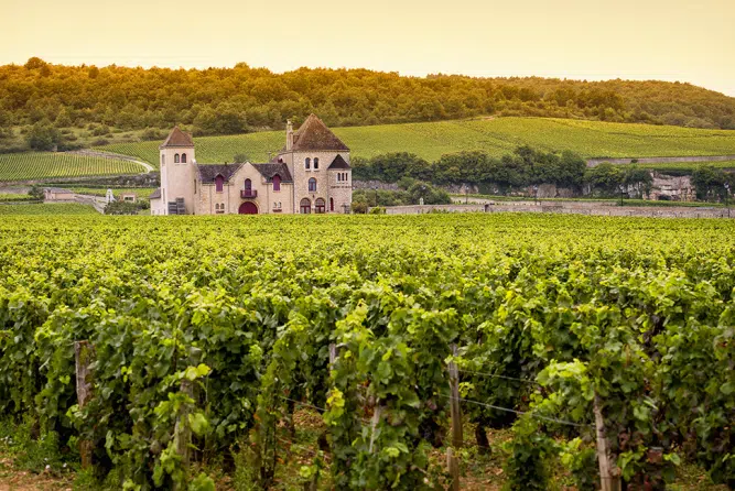 Weinberge im Burgund