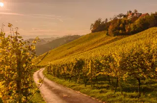 Weinberge in Österreich