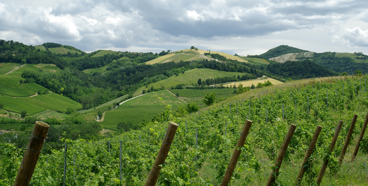 Lombardei Weinbaugebiet