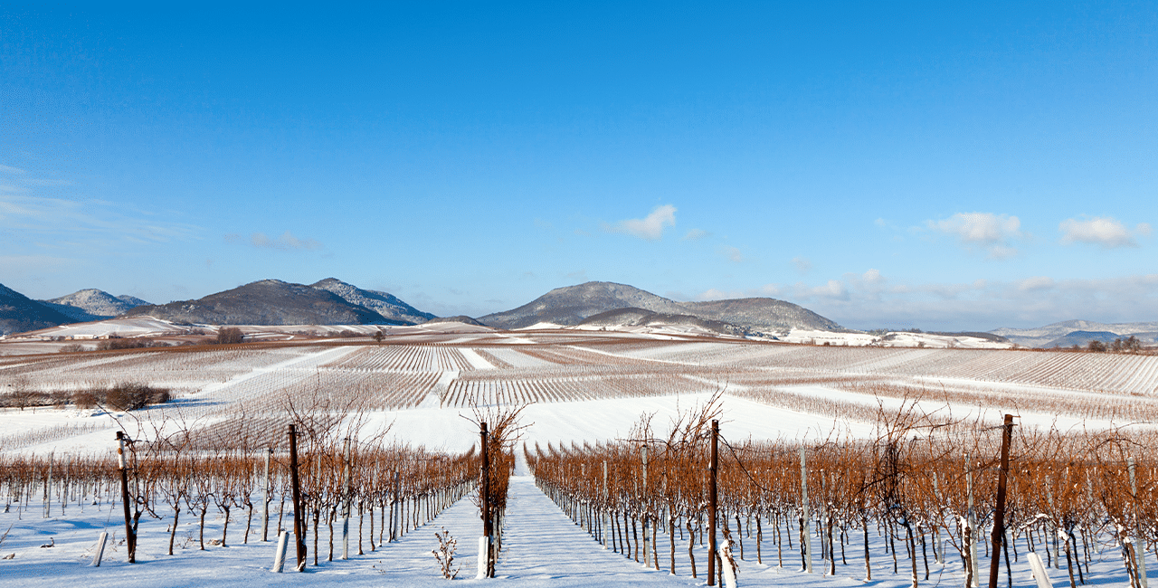 Weinregion in der Pfalz im Winter