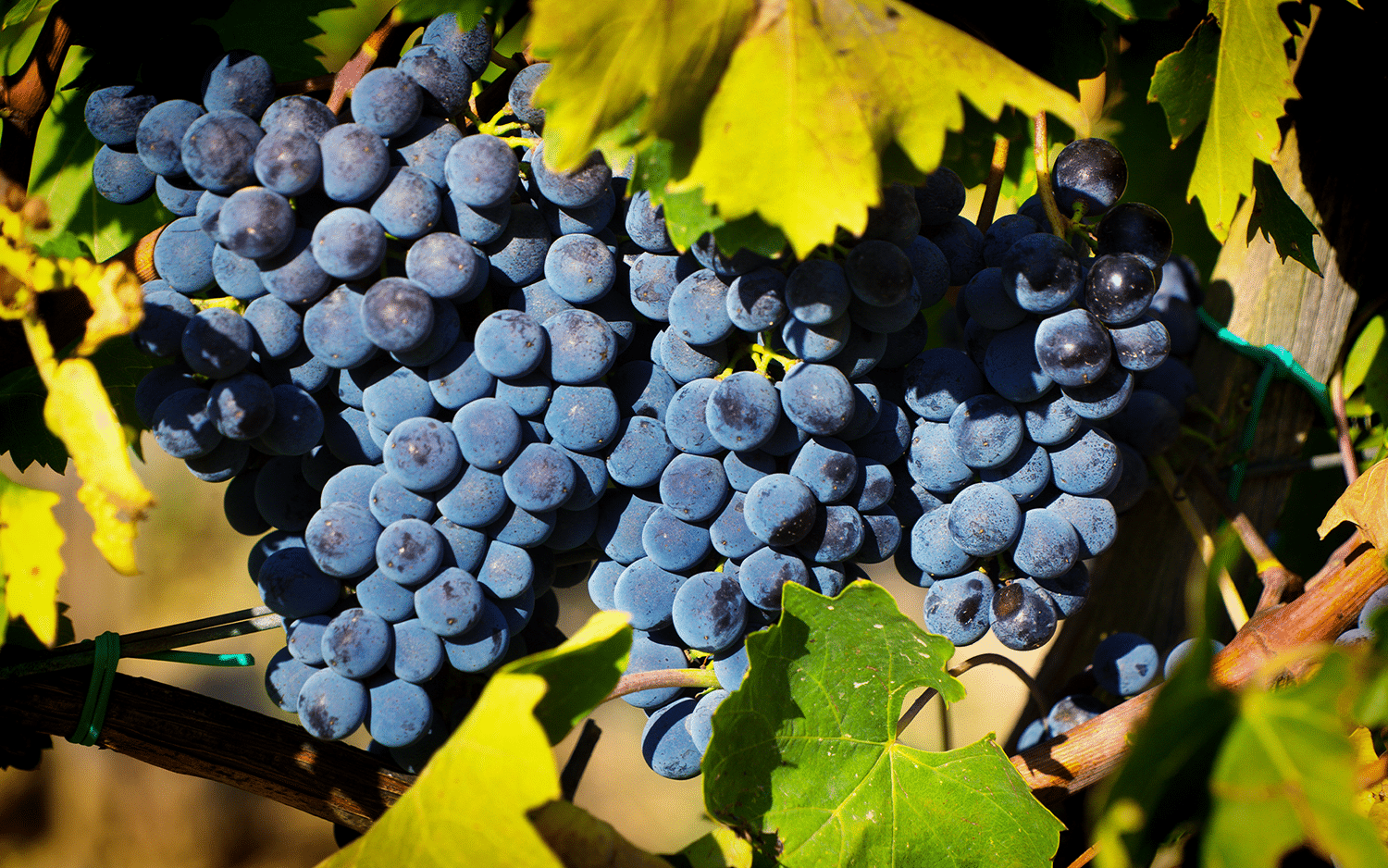 Sangiovese Trauben