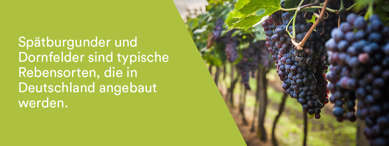 Deutsche Rotwein Rebsorten